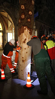 Um 6 Uhr begann man mit der Aufstellung des Christbaums aus Farchant auf dem Marienplatz (©Foto:  Martin Schmitz)